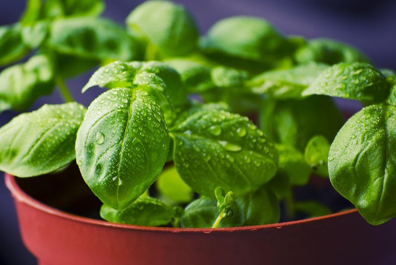 Fresh basil plant